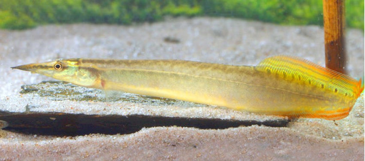 Yellowtail Spiny Eel