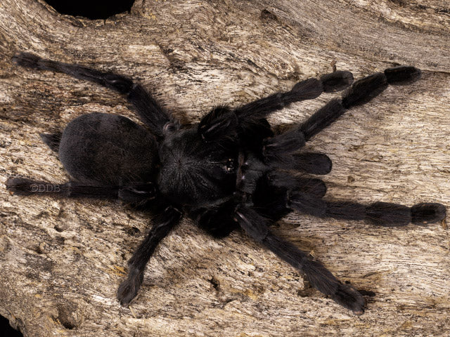 Sangihe Black Tarantula