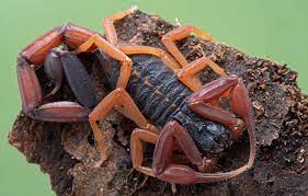 Florida Bark Scorpion