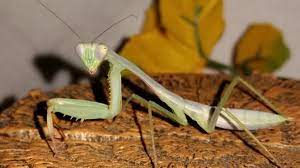 Red Arm Mantis