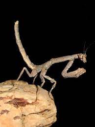 African Twig Mantis