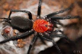 Red and Black Curtain web- Spider