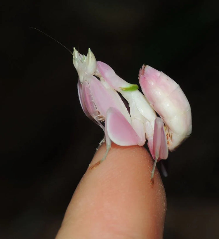 Orchid Mantis