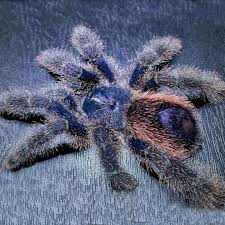 Peruvian Purple Pinktoe Tarantula
