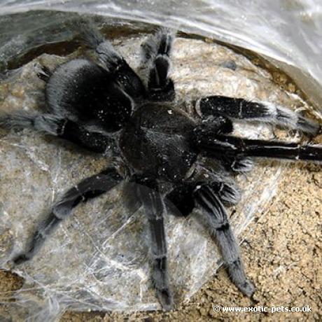 Ebony Whistling Tarantula