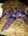 F.G Purple Tree Tarantula