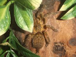 Maasi Starburst Baboon Tarantula