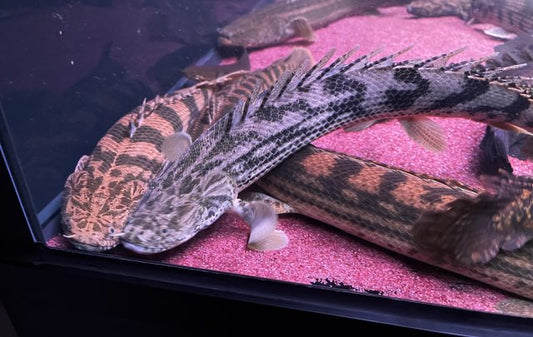 Gisela Bichir (Polypterus Congicus)