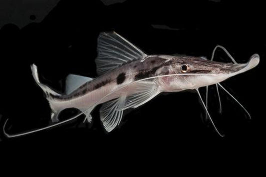 Zorro Sturio Catfish