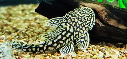 Slate Pleco (Pseudancistrus Genisetiger)