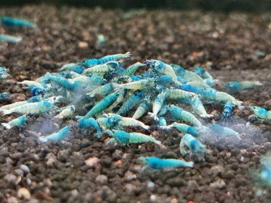 Blue Bolt Shrimp