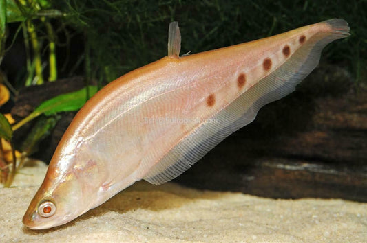 Gold Clown Knifefish