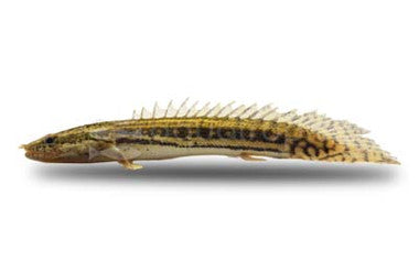 Guinean Ansorgii Bichir