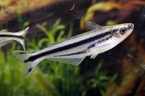 Debauwi Catfish