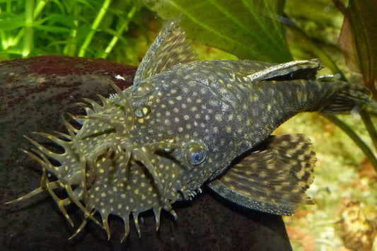 Common Bristlenose Pleco