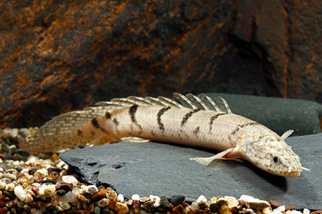 Delhezi Bichir