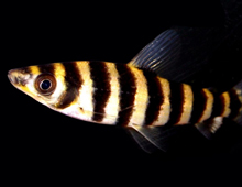 Leporinus Fasciatus