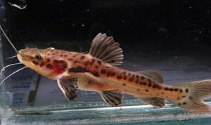 Red Leopard catfish (Red Tail x Tiger Shovelnose) Hybrid