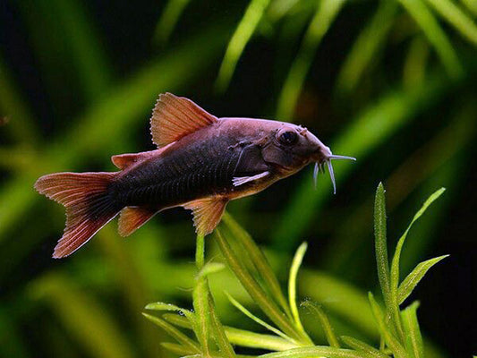 Black Venezuelan Corydoras