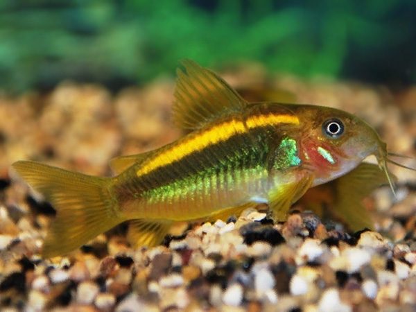 Orange Laser Corydoras