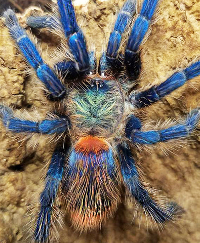 Tarantula - Brazilian Blue Dwarf Beauty