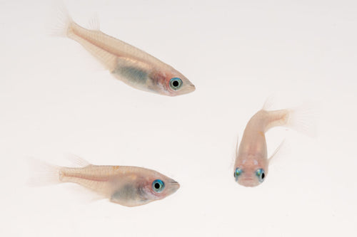 Galaxy Rice Fish (Oryzias sp)
