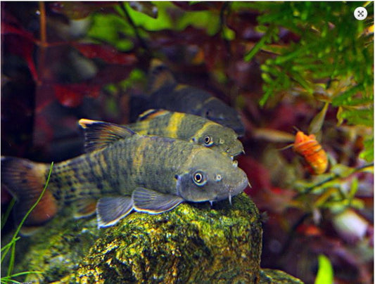 Panda Garra Algae Eater