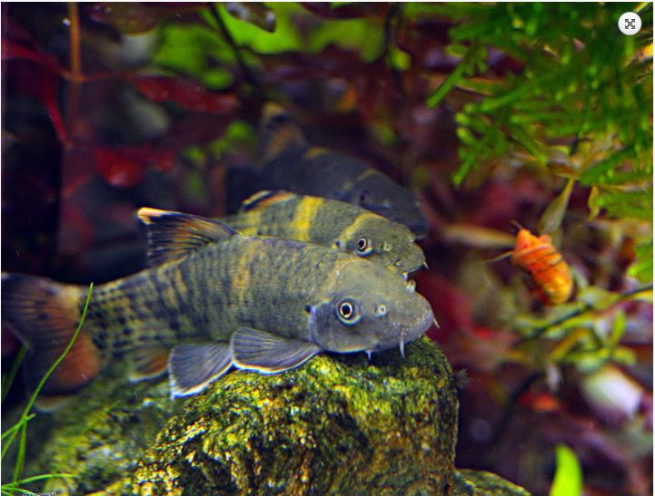 Panda Garra Algae Eater