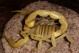 Scorpion - Giant Pale Desert Hairy