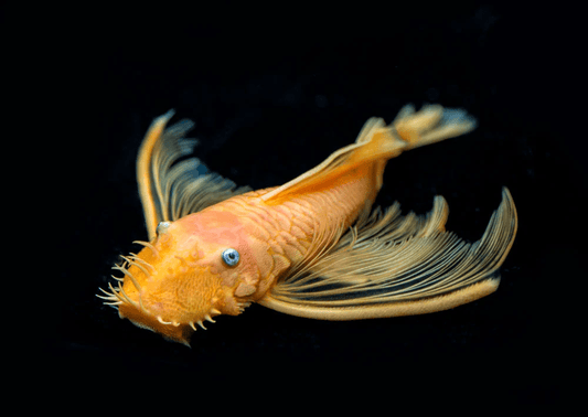 Longfin Blue Eye Lemon Bristlenose Pleco