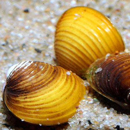 Yellow Mini Freshwater Clam