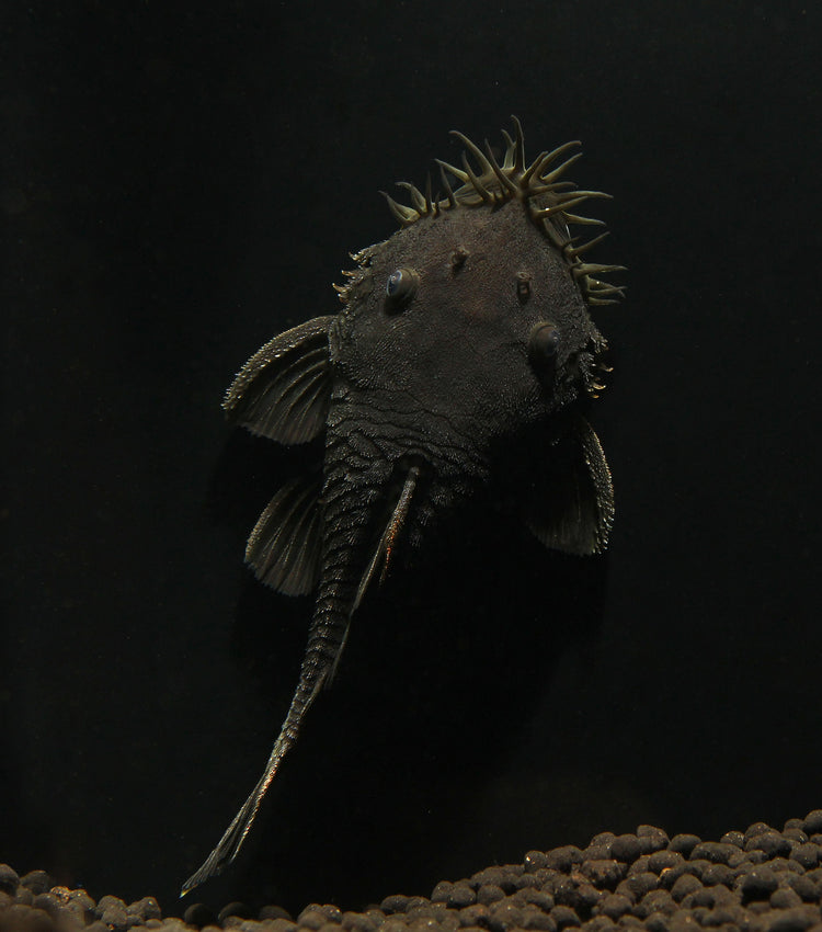 Medusa Pleco L034