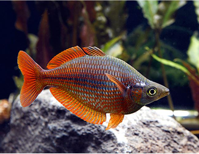 Millennium Rainbowfish