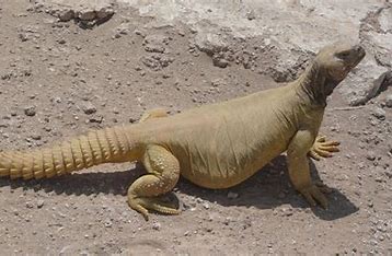 Giant Egyptian Uromastyx Microlepis 3