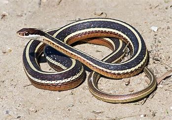 Ribbon Snake