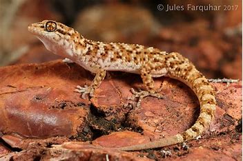 Bynoe's Gecko