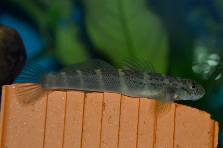 Barred Loach