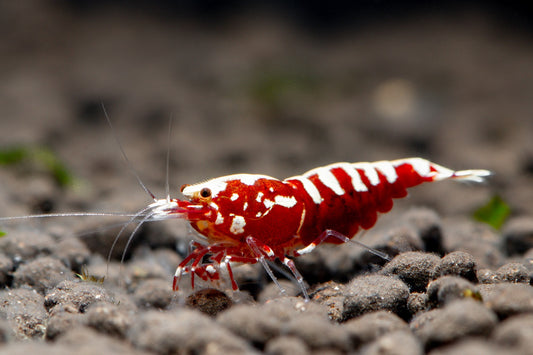 Red Galaxy 2-4 Spot Shrimp