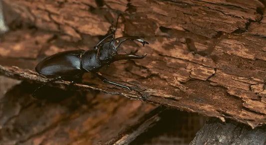 Stag Beetle (Male)