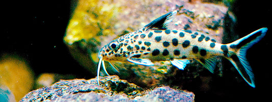 Synodontis Catfish ( multipunctatus)