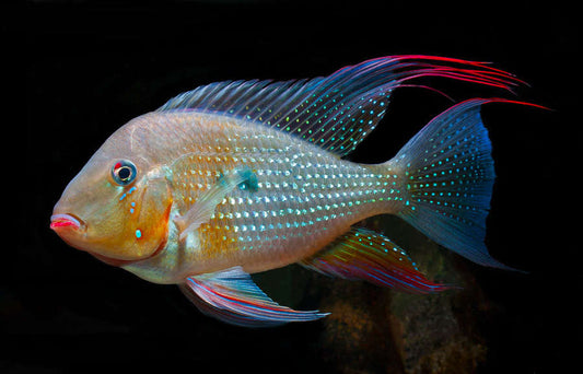 Geophagus Heckelii