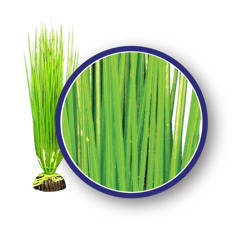 Weco Asian Hairgrass Aquarium Plant 18"