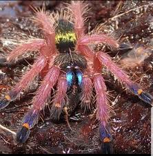 Blue Fang Skeleton- Tarantula