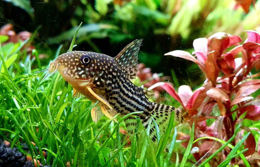 Haraldschultzi Corydoras