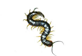 Centipede - Nicaraguan Green Striped
