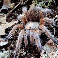 Aphonopelma Sp. Michoacan