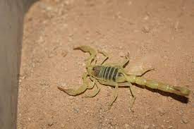Scorpion - Egyptian Green