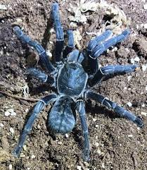 Vietnamese Earth Tiger Tarantula