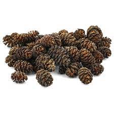 Liquid Gardens Alder Cones 25ct