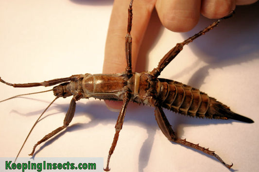 New Guinea Spiny Stick Bug